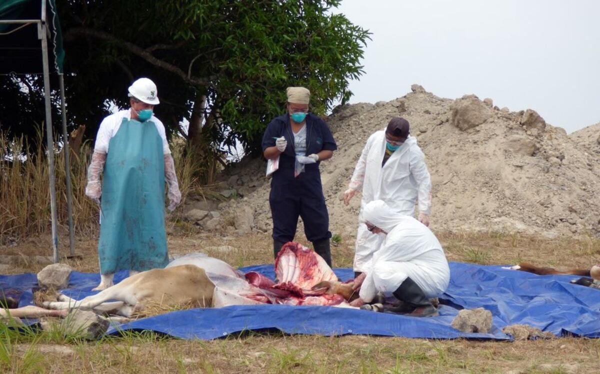 Sacrifican 60 reses por enfermedad en Coclé