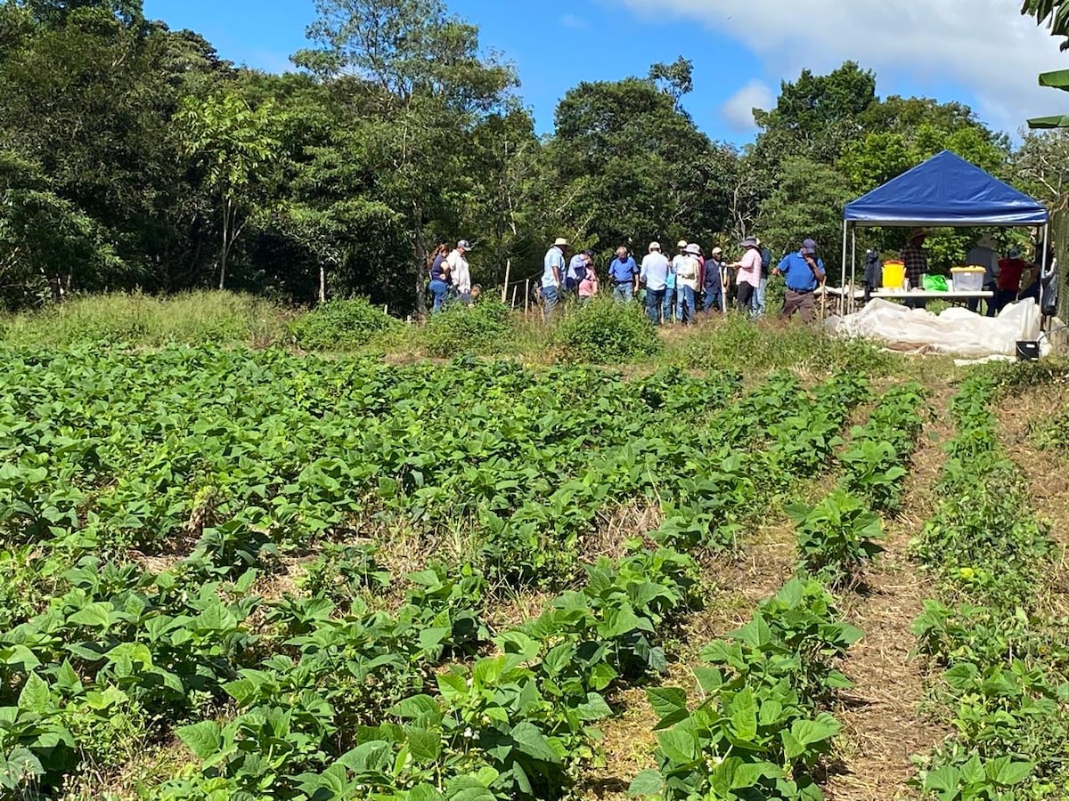 Lluvias ponen en riesgo el poroto y MIDA da recomendaciones clave en Bugaba