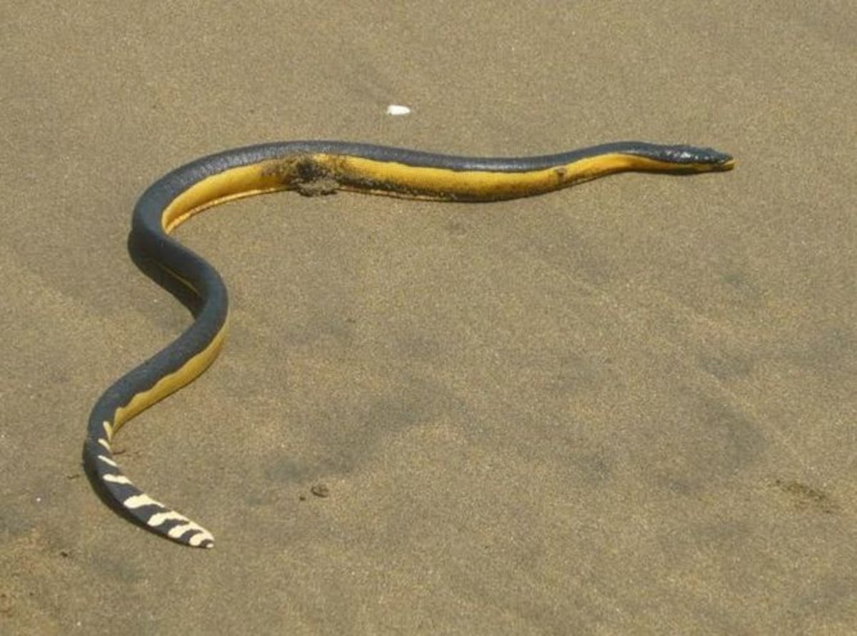 Biólogo desmiente mitos de las serpientes marinas: ‘No son agresivas, pero no se deben tocar’