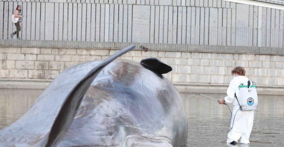 Cachalote amanece en el centro de Madrid este viernes