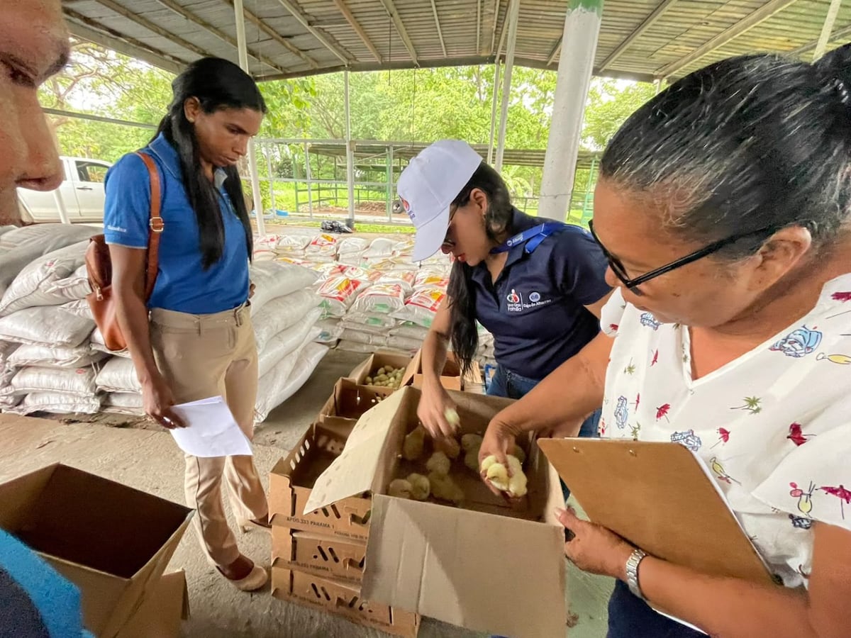 21 escuelas de Coclé reciben pollitos y abono para fortalecer huertos escolares