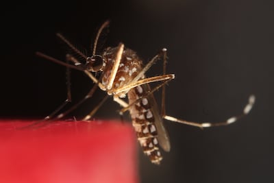 Ante las lluvias, estas son las enfermedades monitorea el Minsa y esto lo que recomienda para evitar contagios