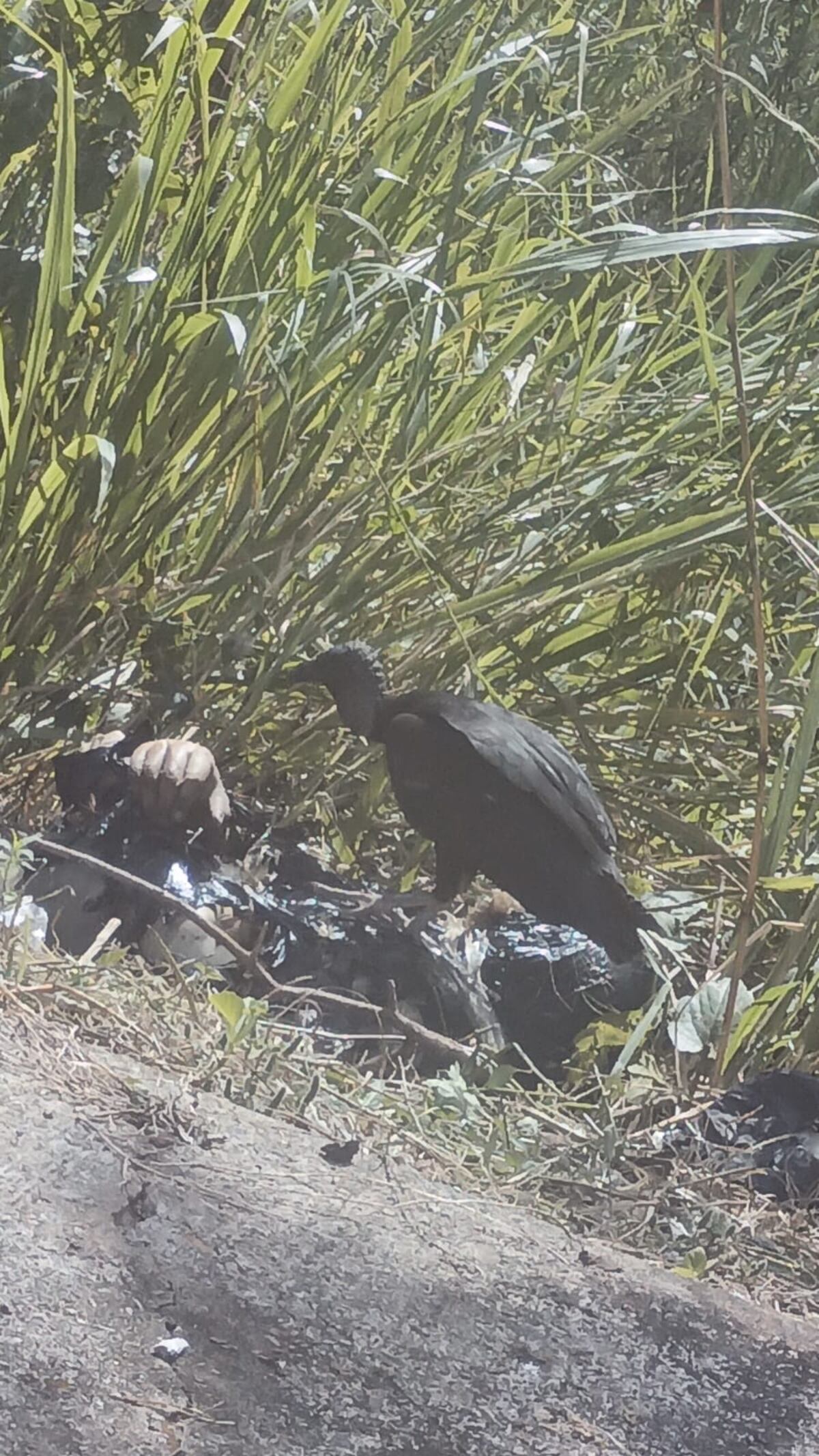 ¡Hallazgo macabro! Cuerpo en bolsas plásticas era devorado por aves en Tocumen