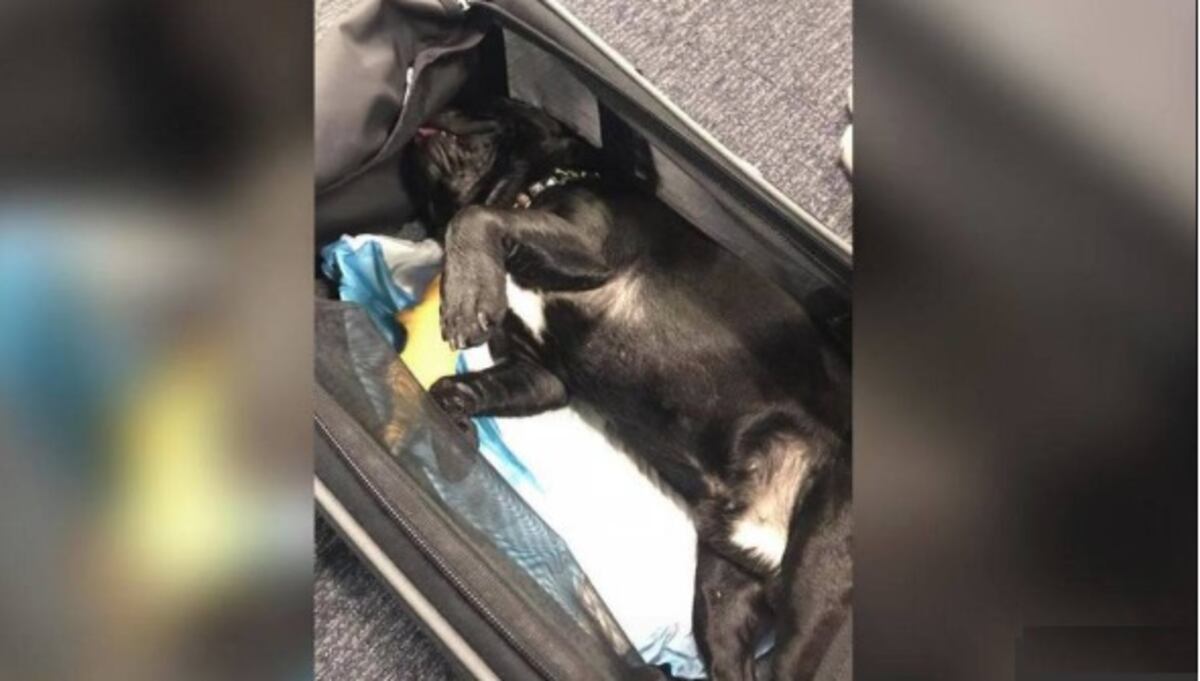Azafata obliga a pasajera a colocar su perro en el portaequipaje y este muere
