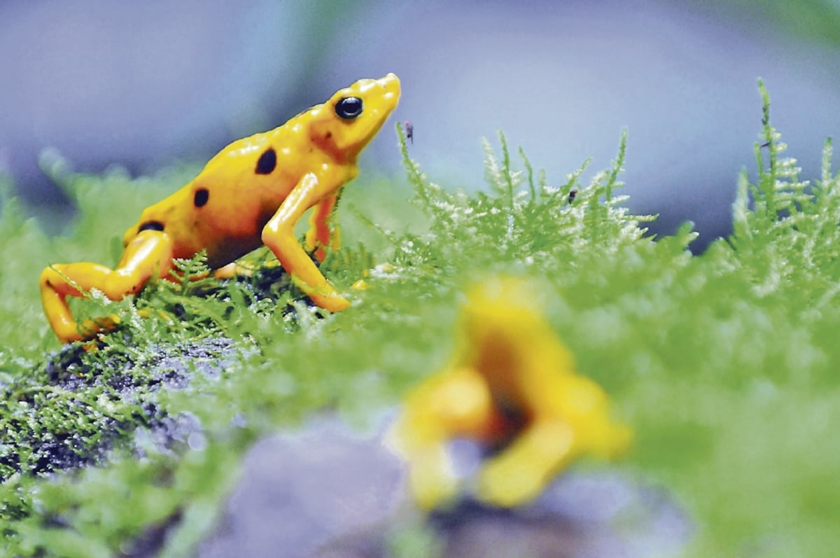 Criopreserva de esperma: Lo que impulsa el Smithsonian para salvar a ranas panameñas