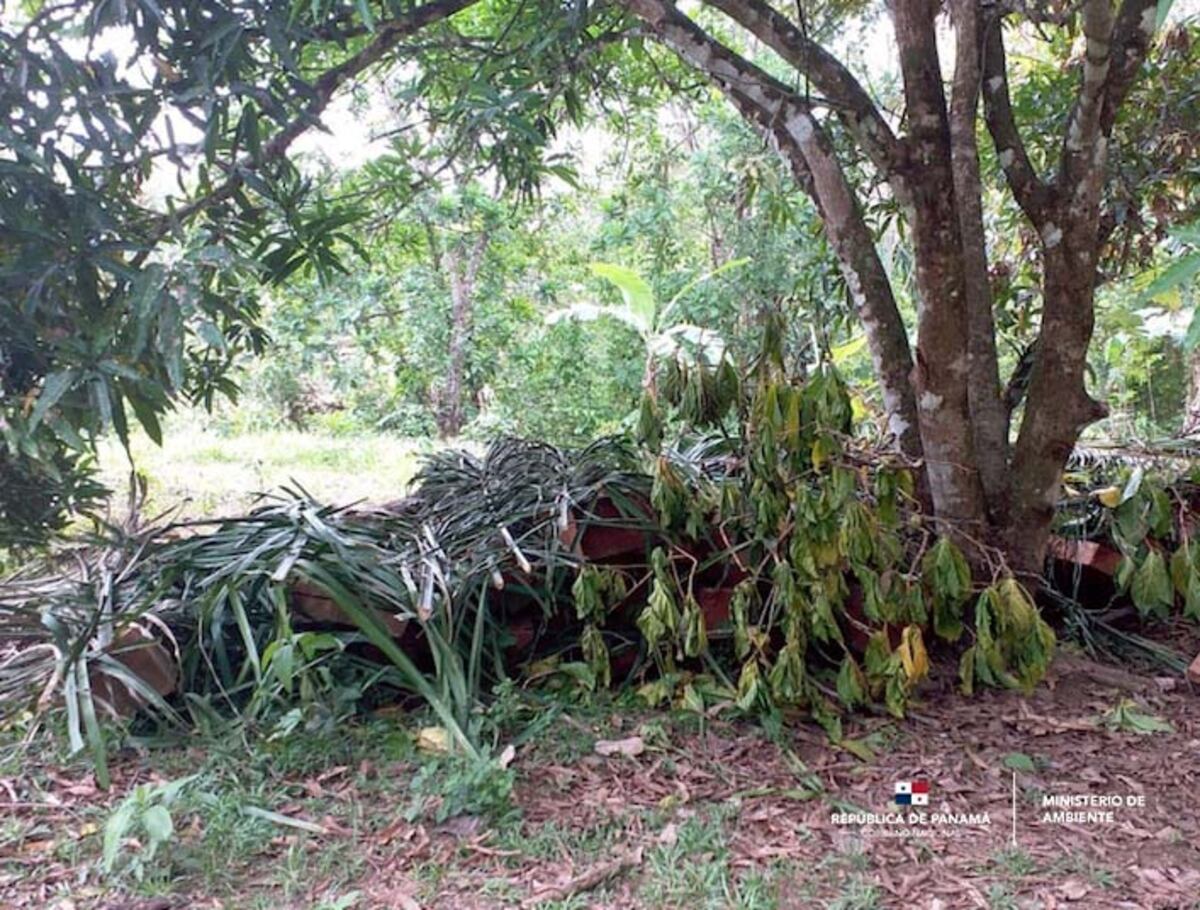 Aprovechan cuarentena para traficar madera