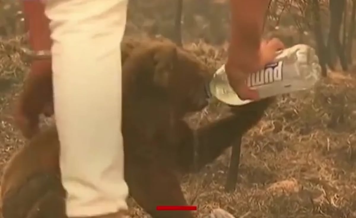 Viral. Desgarrador. Captan cómo mujer rescata a un koala en incendio. Video