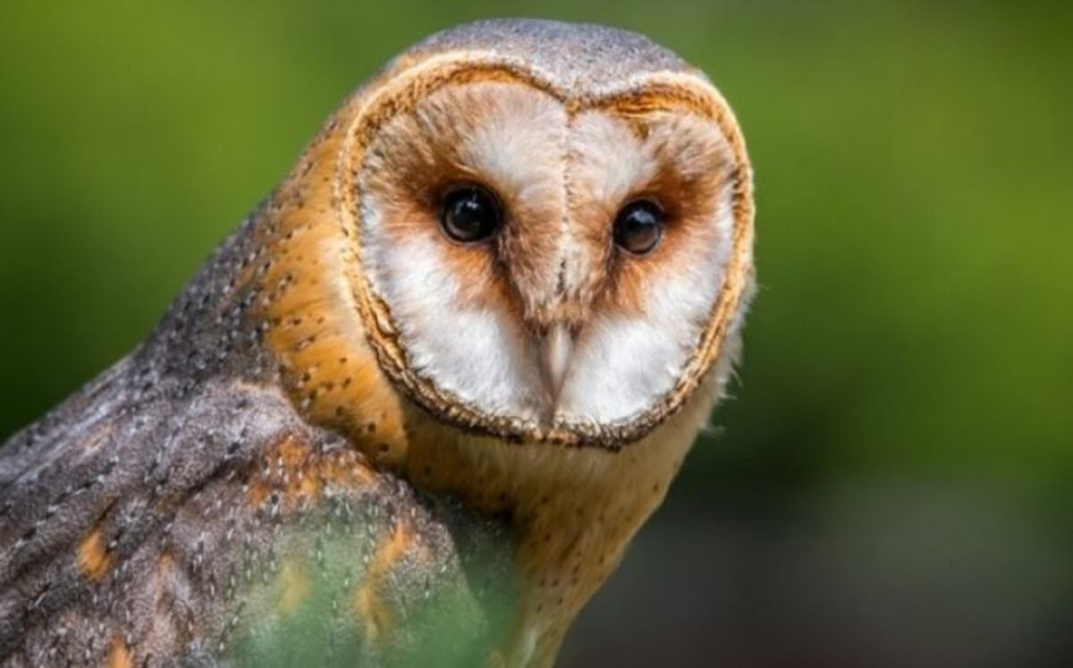 VIDEO| Lechuza que porta los anillos de una boda hace viral la ceremonia