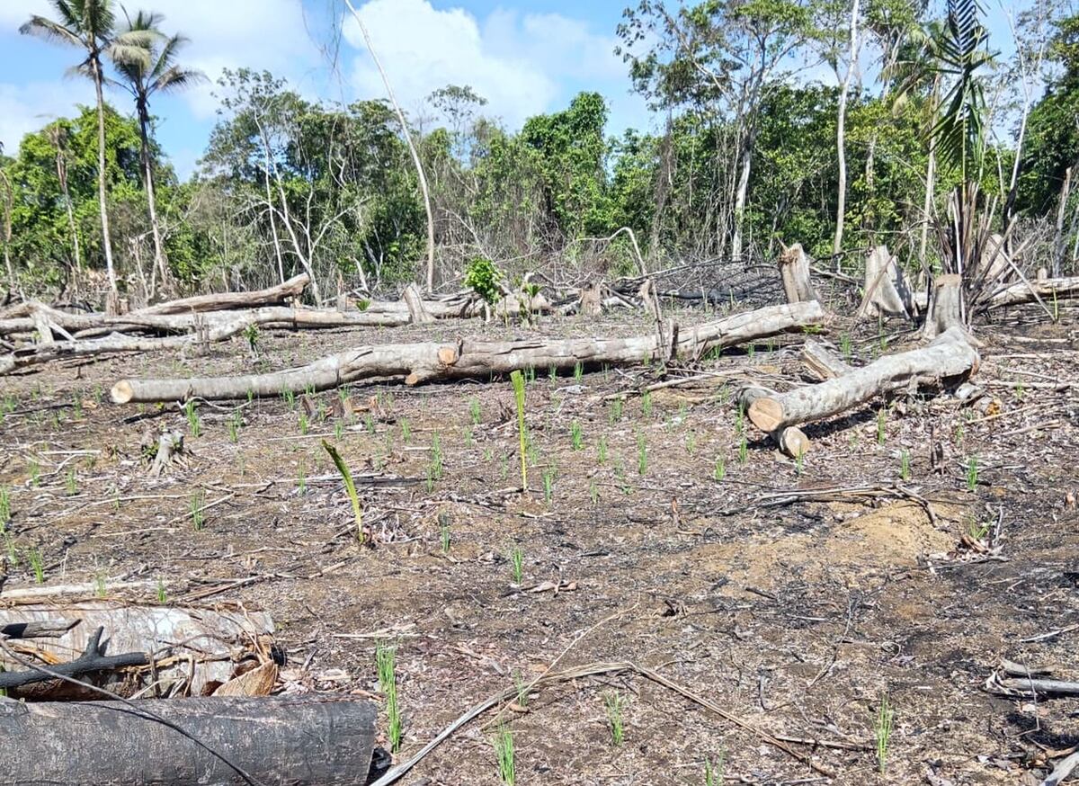 Gunas inician plan piloto para producir sus propias semillas de arroz, maíz y caña de azúcar