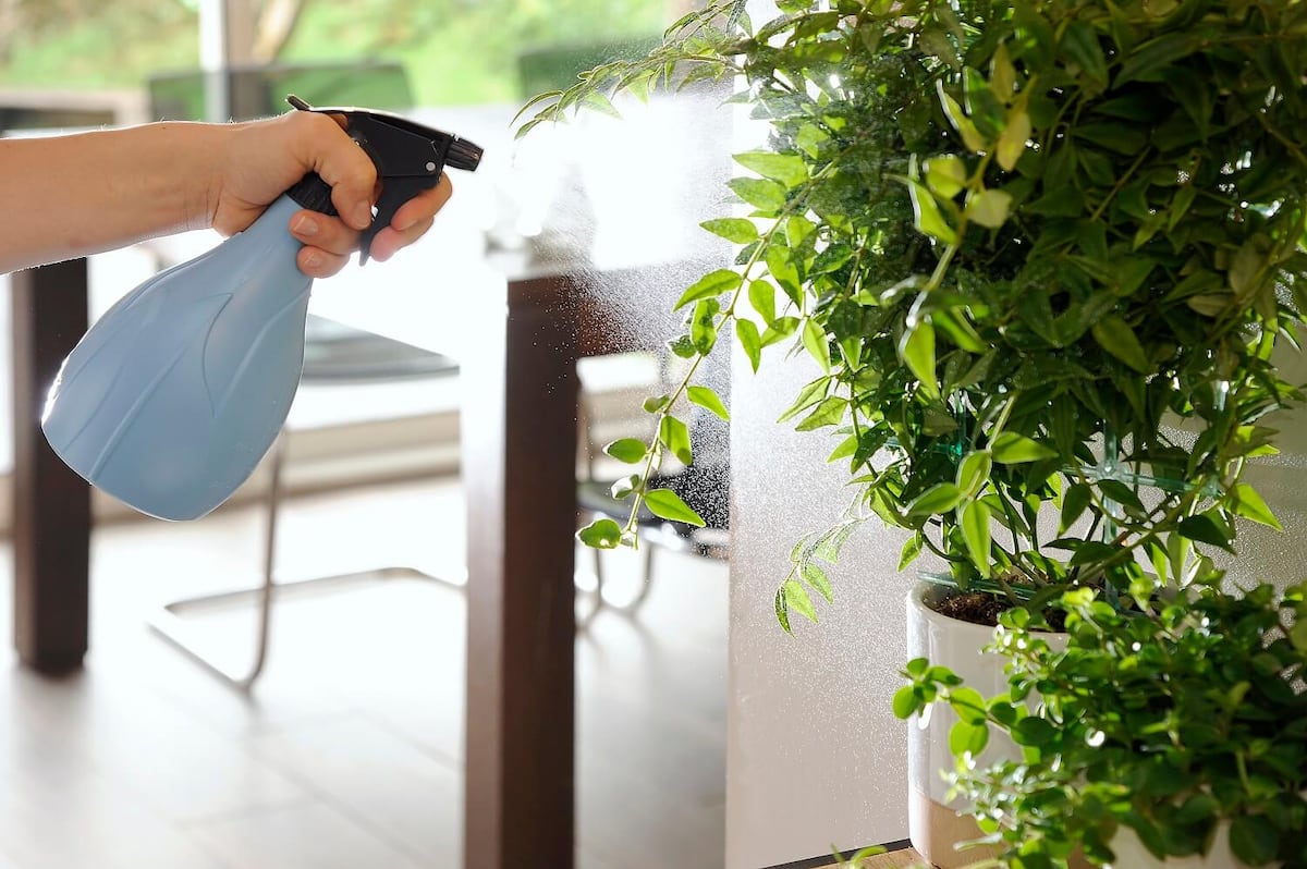 Más que decoración: por qué tener plantas en casa puede beneficiar tu bienestar