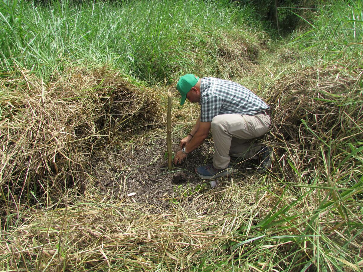Darién brilla: Futuro Forestal muestra al mundo su reforestación sostenible