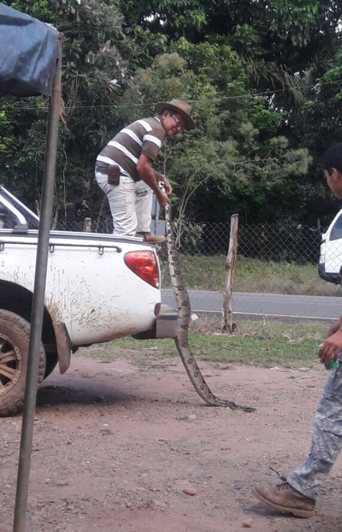 ¡OH MY GOD! Capturan a enorme boa que salió a carnavalear