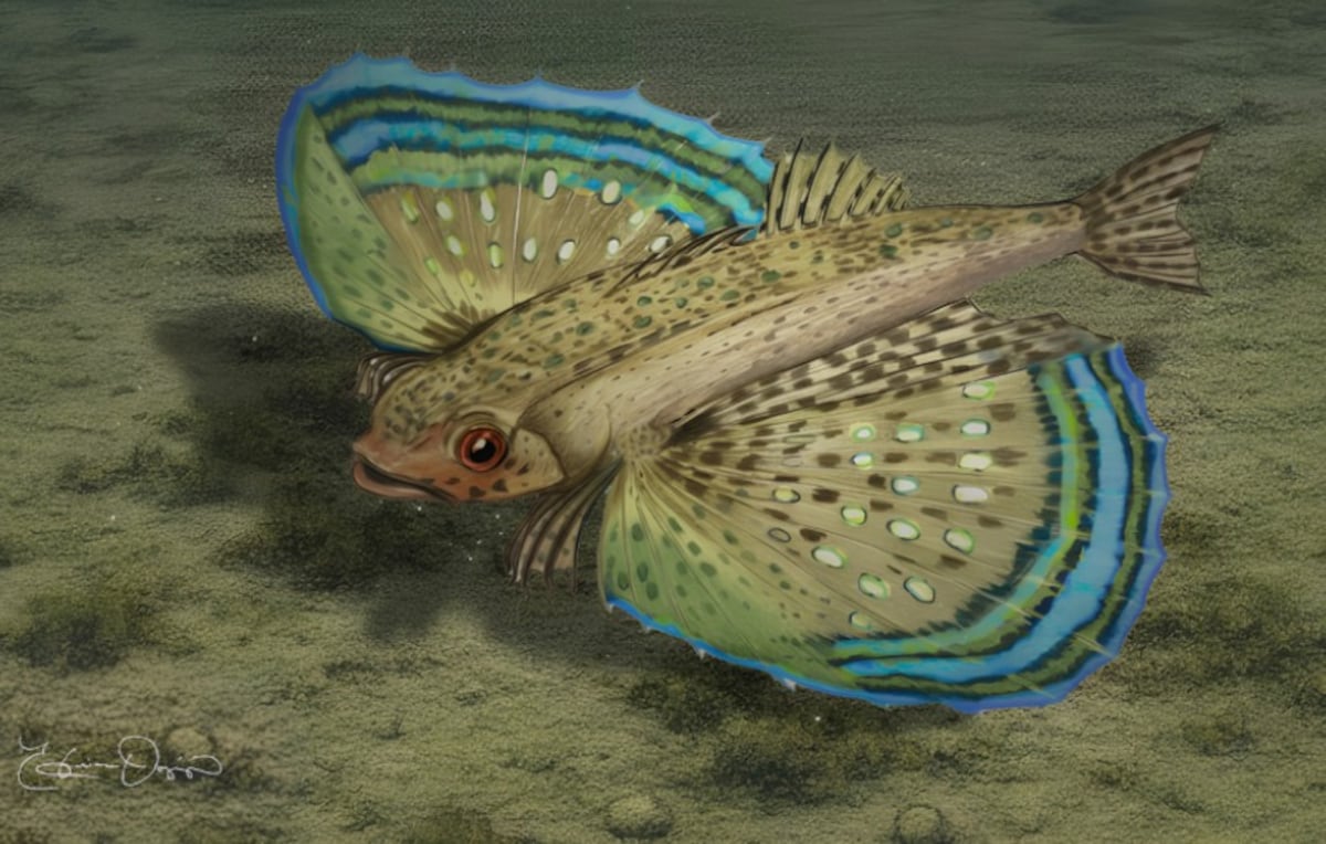 ¡TREMENDO! Descubren en Panamá una nueva especie de la familia de los ‘peces voladores murciélagos’ de hace 10 millones de años