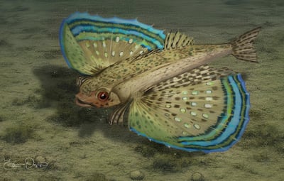 ¡TREMENDO! Descubren en Panamá una nueva especie de la familia de los ‘peces voladores murciélagos’ de hace 10 millones de años