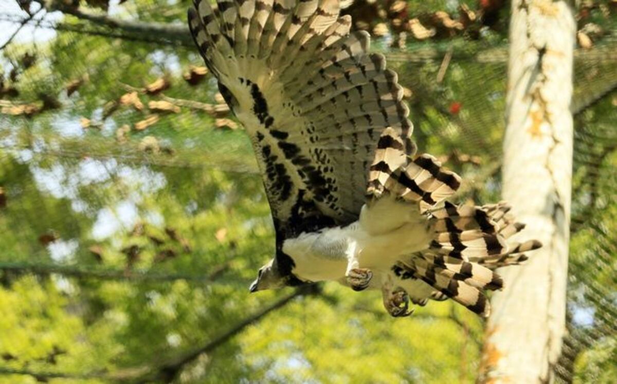 Denuncia cacería ilegal de Águila Arpía 